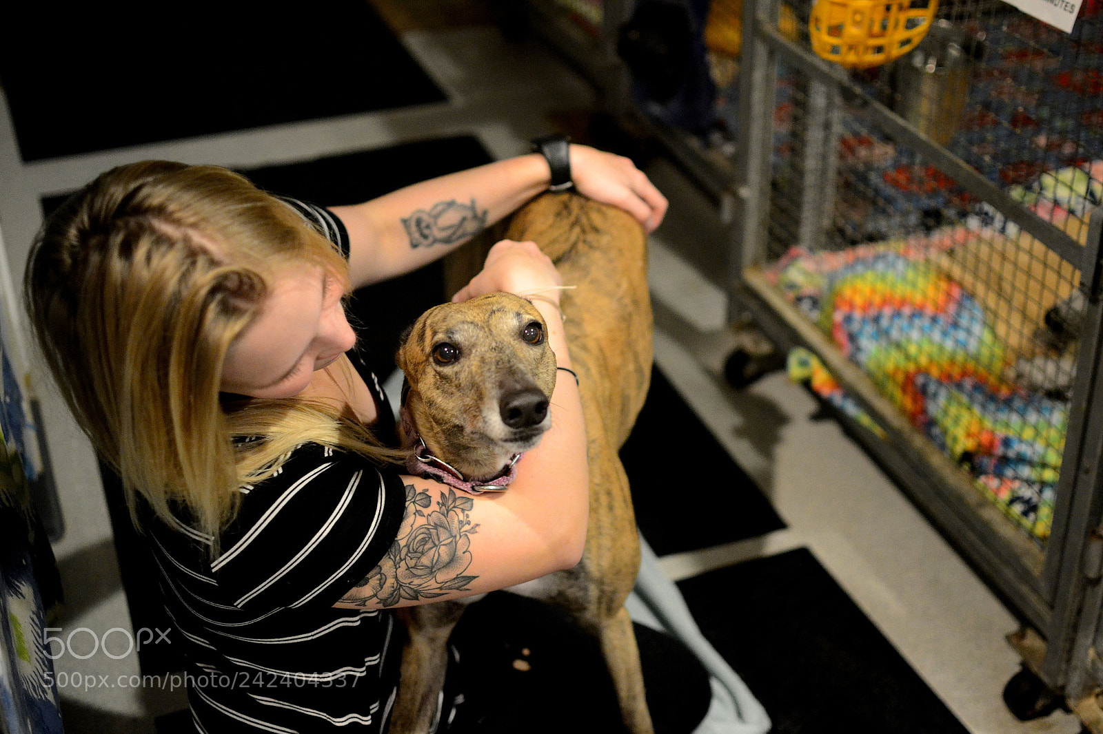 Nikon D3100 + Nikon AF-S DX Nikkor 35mm F1.8G sample photo. Carrie greyhound adoption center photography