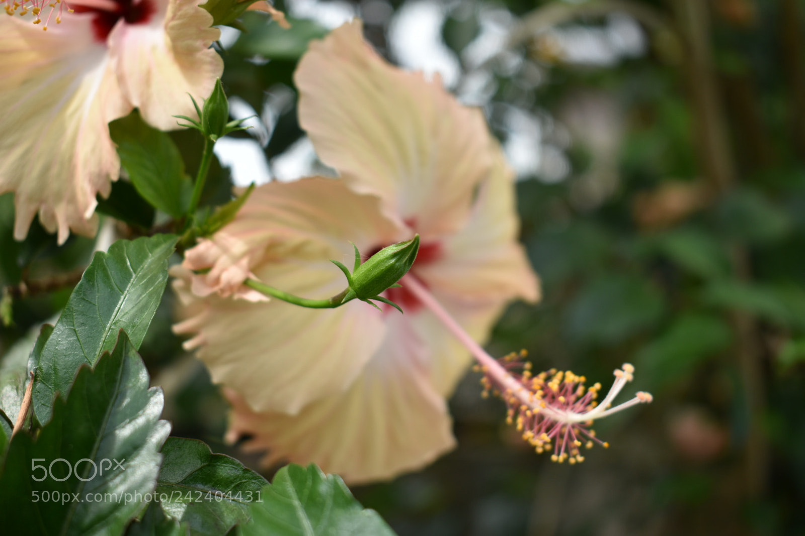 Nikon D3400 sample photo. Blooming world photography