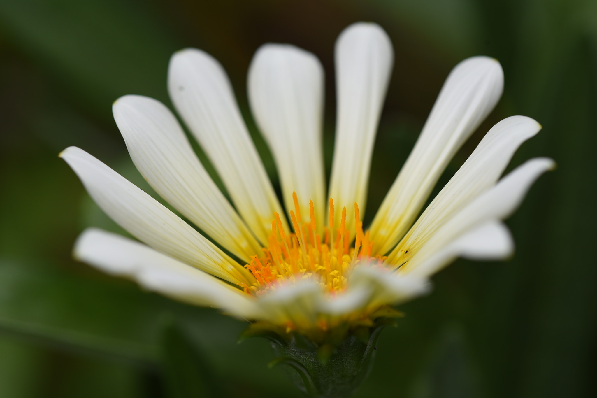 Nikon AF Micro-Nikkor 200mm F4D ED-IF sample photo. White flower with yellow stamen.. photography