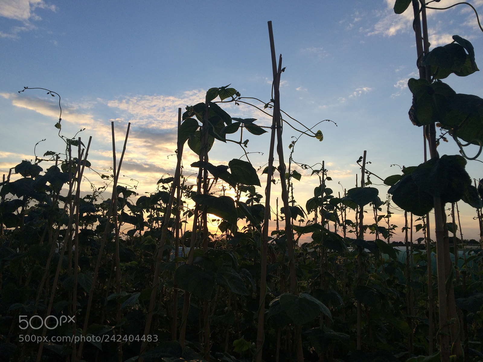 Apple iPhone 5s sample photo. Img photography