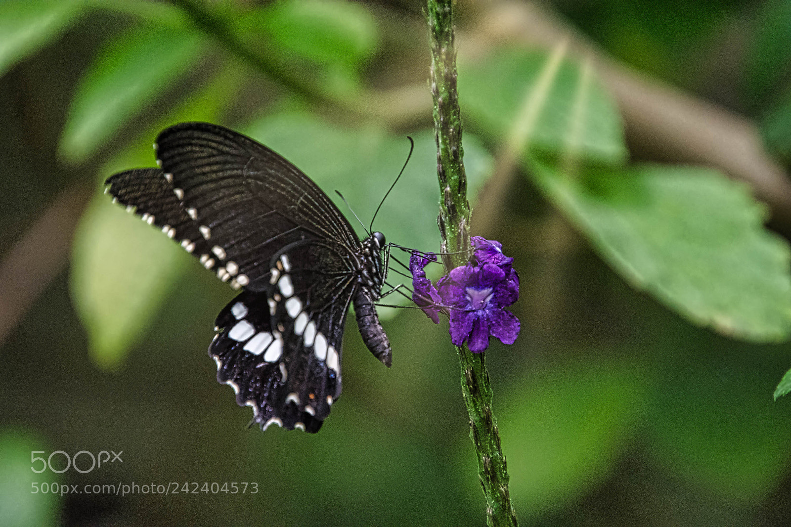Nikon D7200 sample photo. Black and purple photography