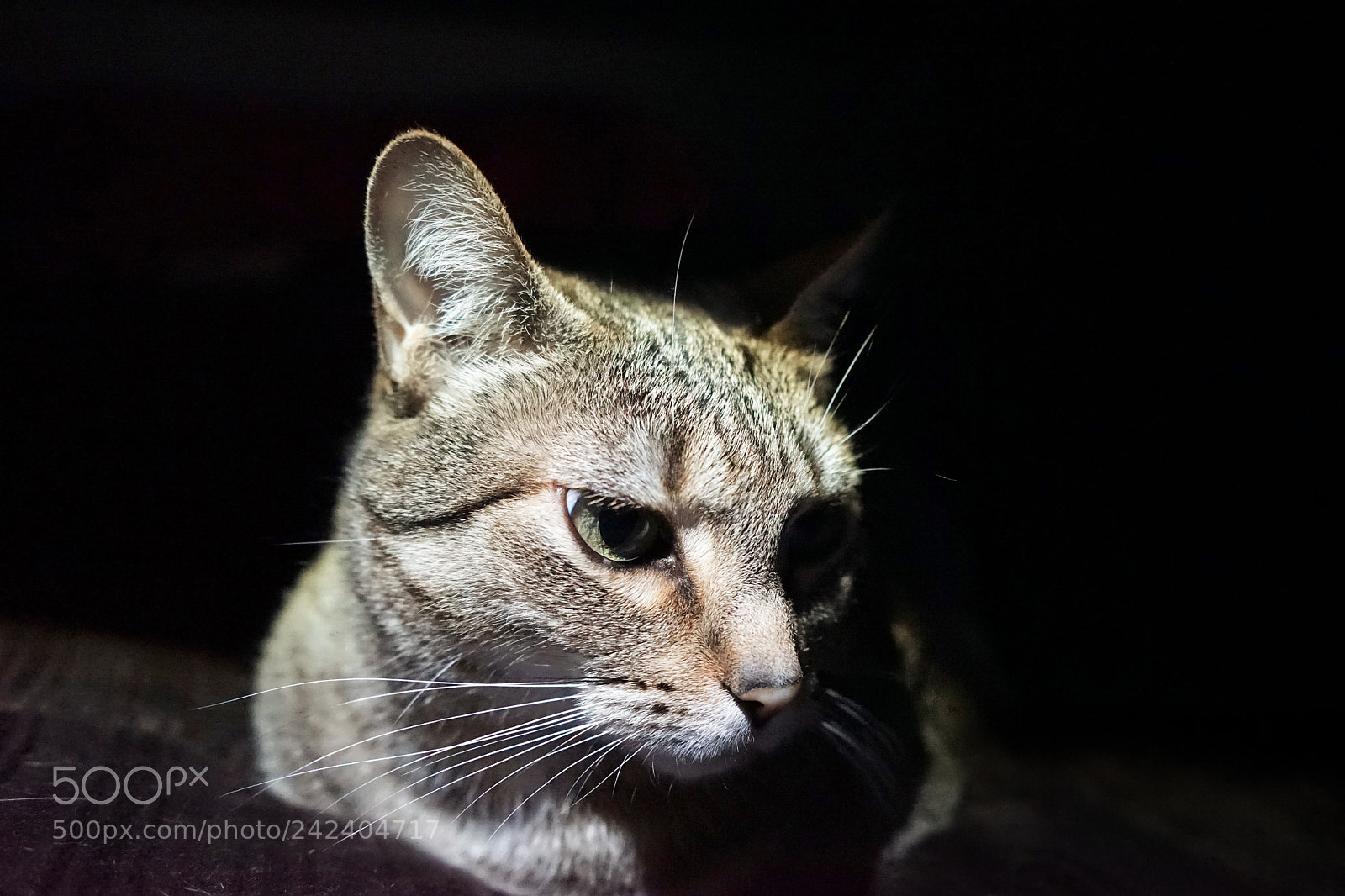 Sony a7 II sample photo. Olivia photography