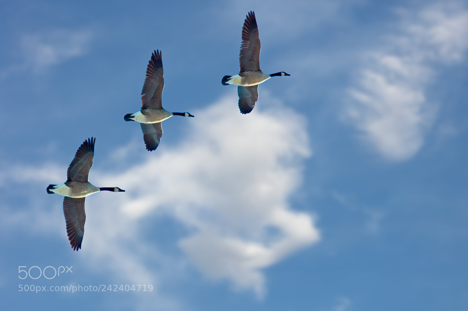 Canon EOS 5DS R sample photo. Three geese in flight photography