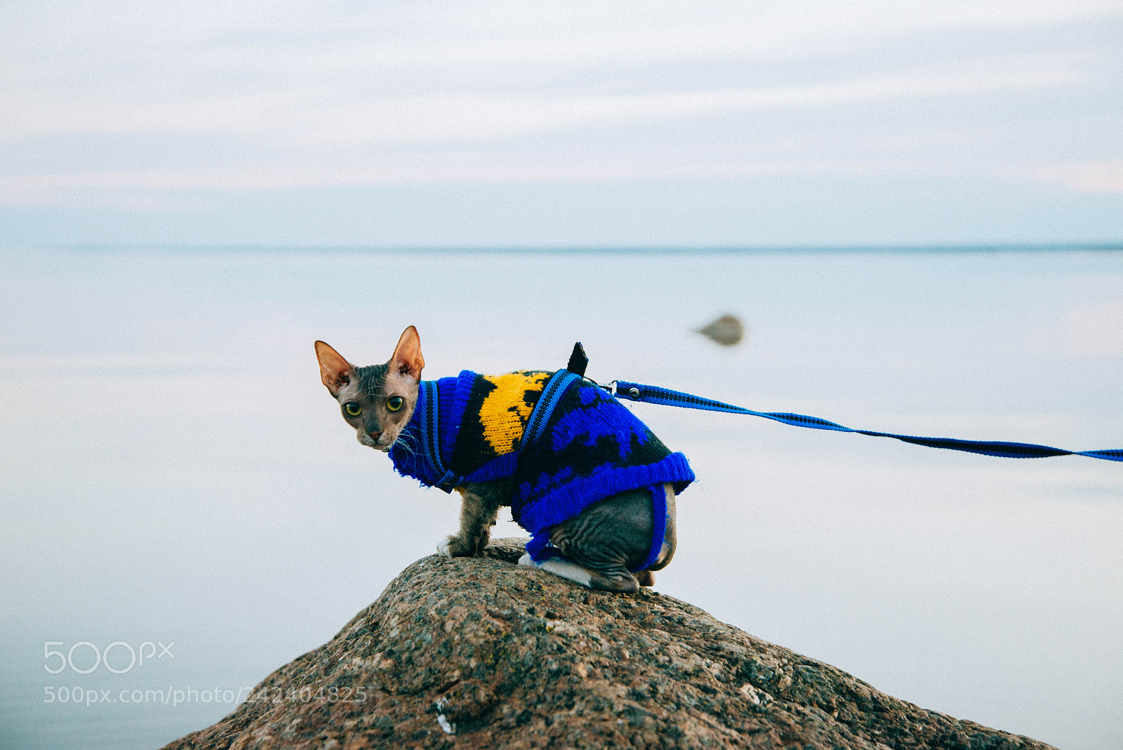 Nikon D600 sample photo. Kitty photography