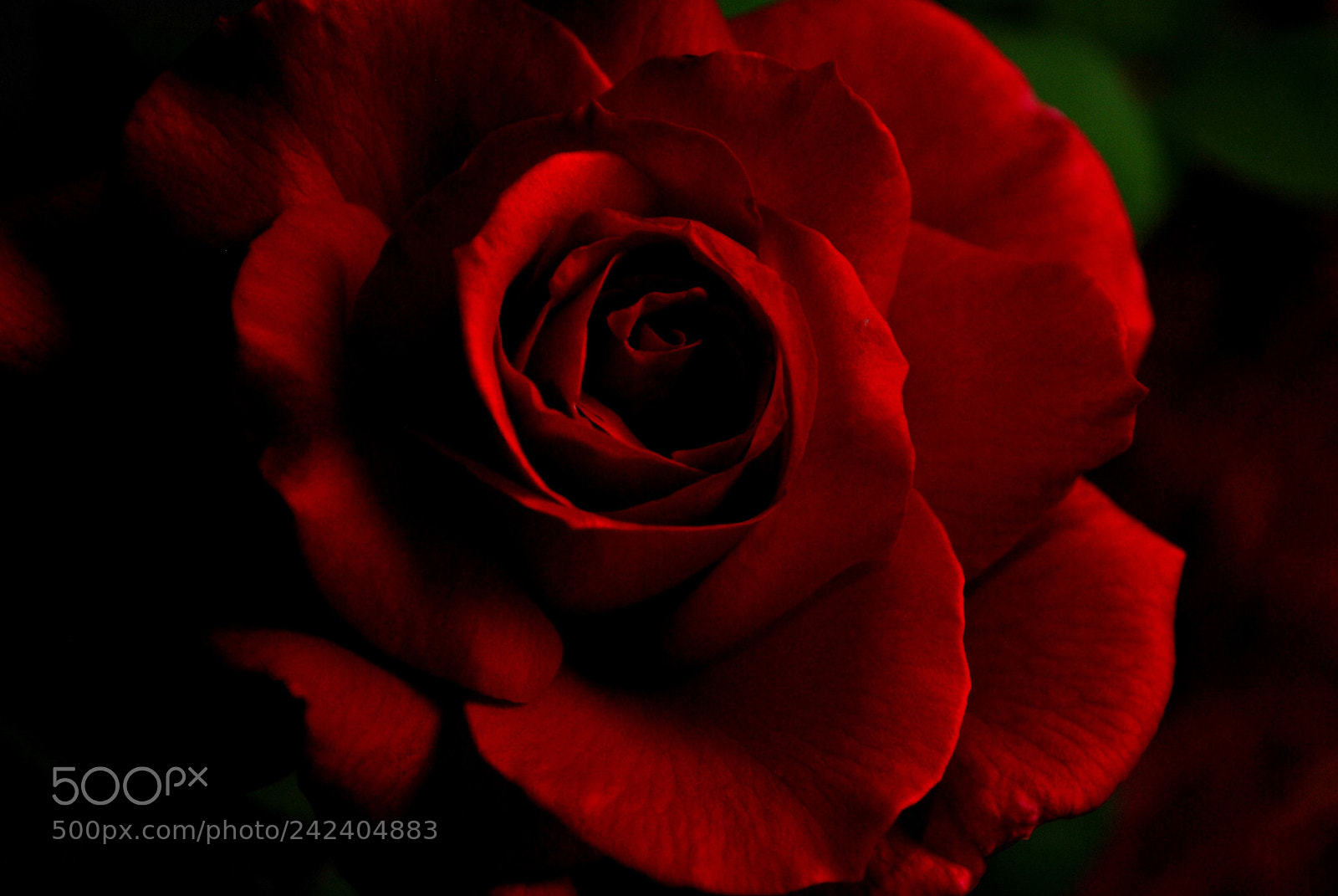 Nikon D60 sample photo. Rose in the dark photography