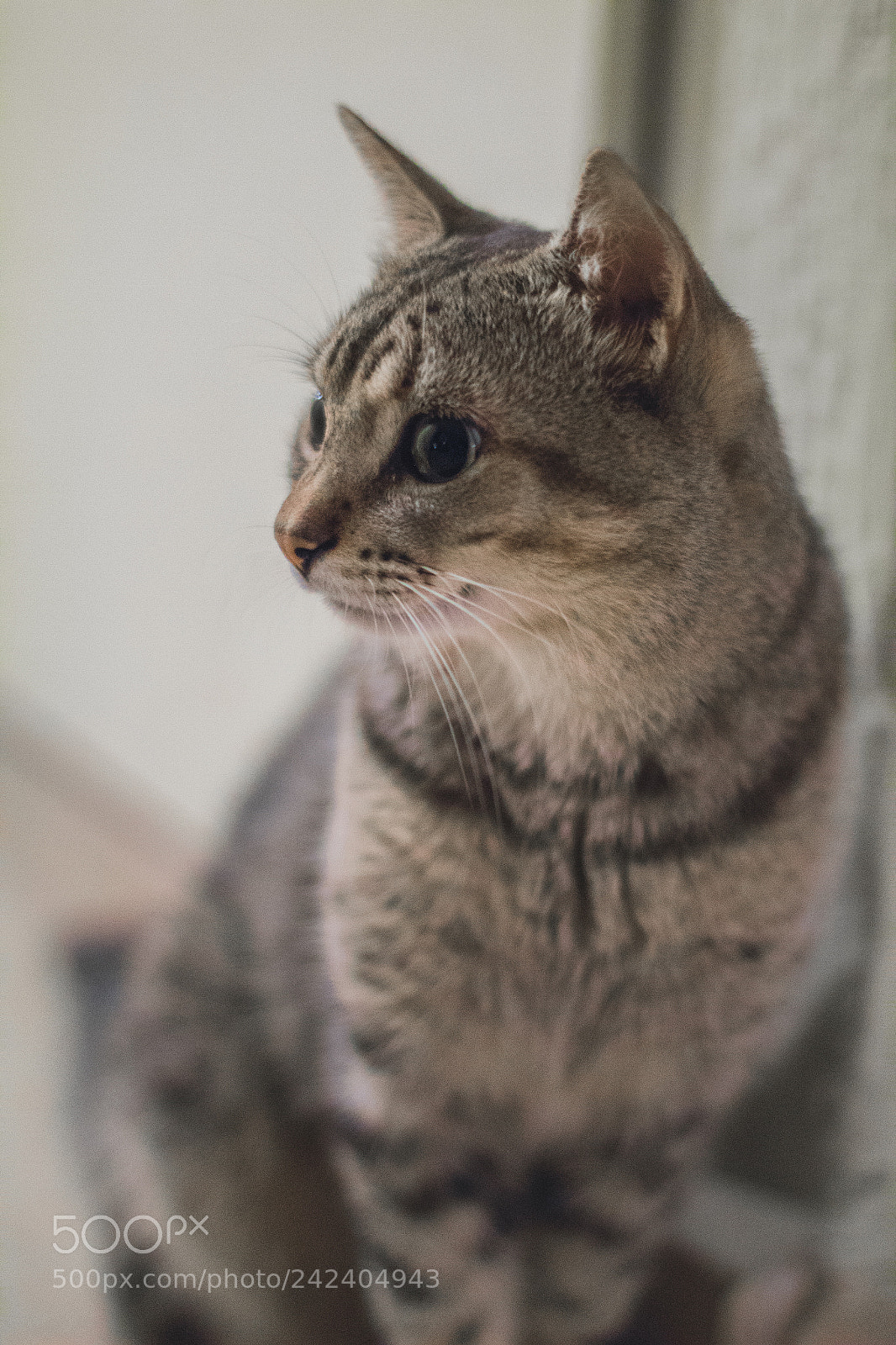 Canon EOS 1300D (EOS Rebel T6 / EOS Kiss X80) sample photo. Kitten photography