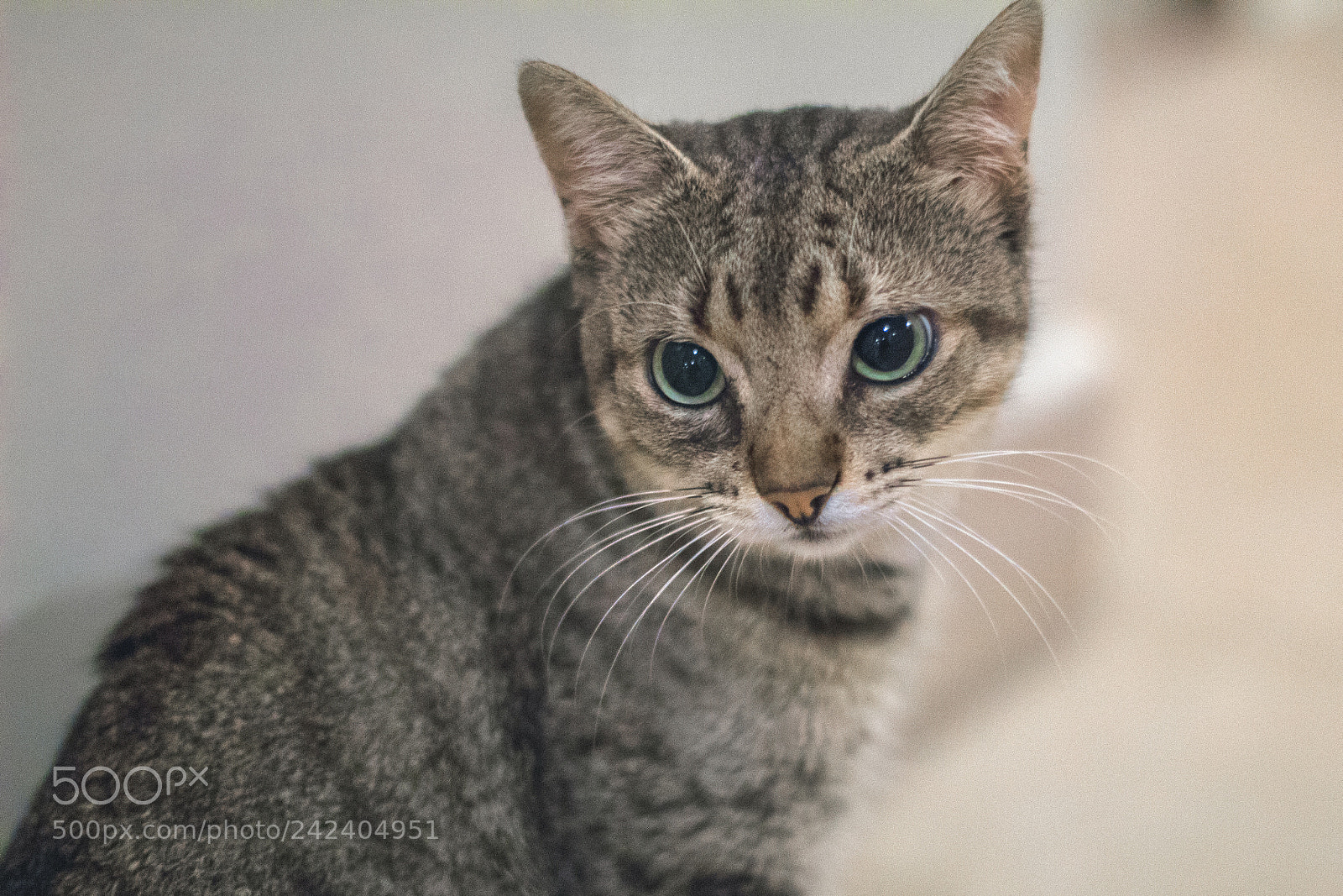 Canon EOS 1300D (EOS Rebel T6 / EOS Kiss X80) sample photo. Kitten photography