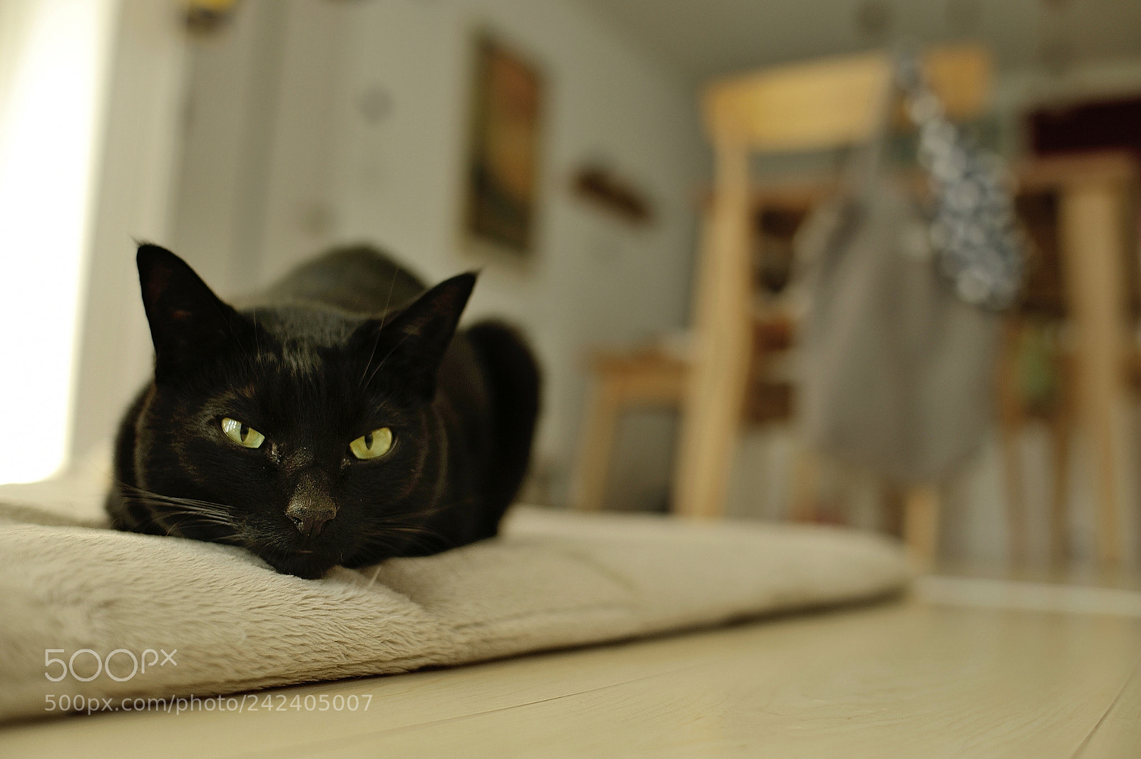 Nikon D700 sample photo. 35mmcat photography