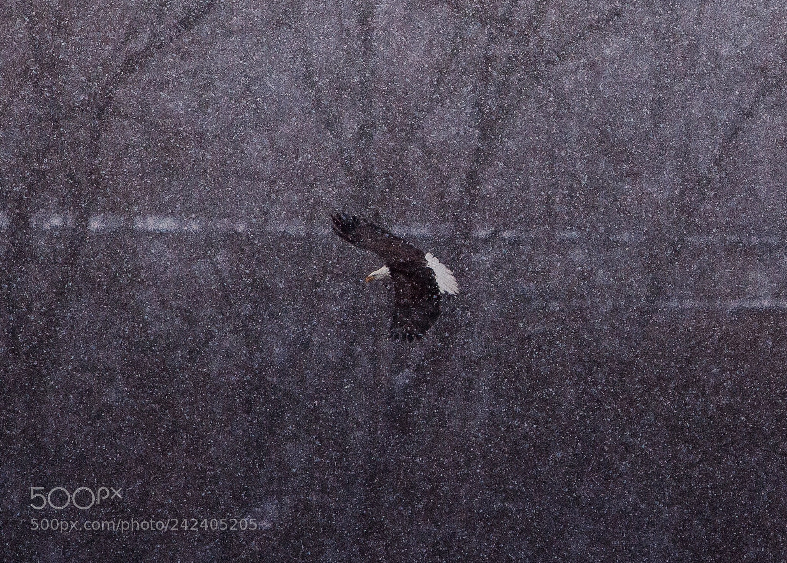 Canon EOS 60D sample photo. Snowy eagle photography