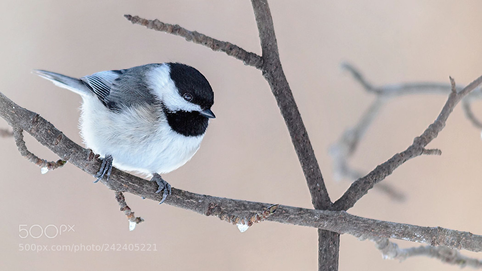 Canon EOS 60D sample photo. Chickadee photography