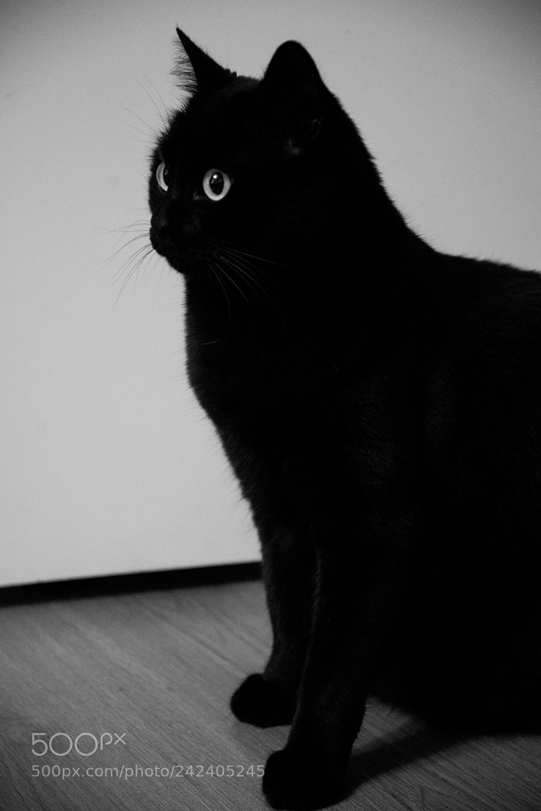 Nikon D600 sample photo. Cat photography