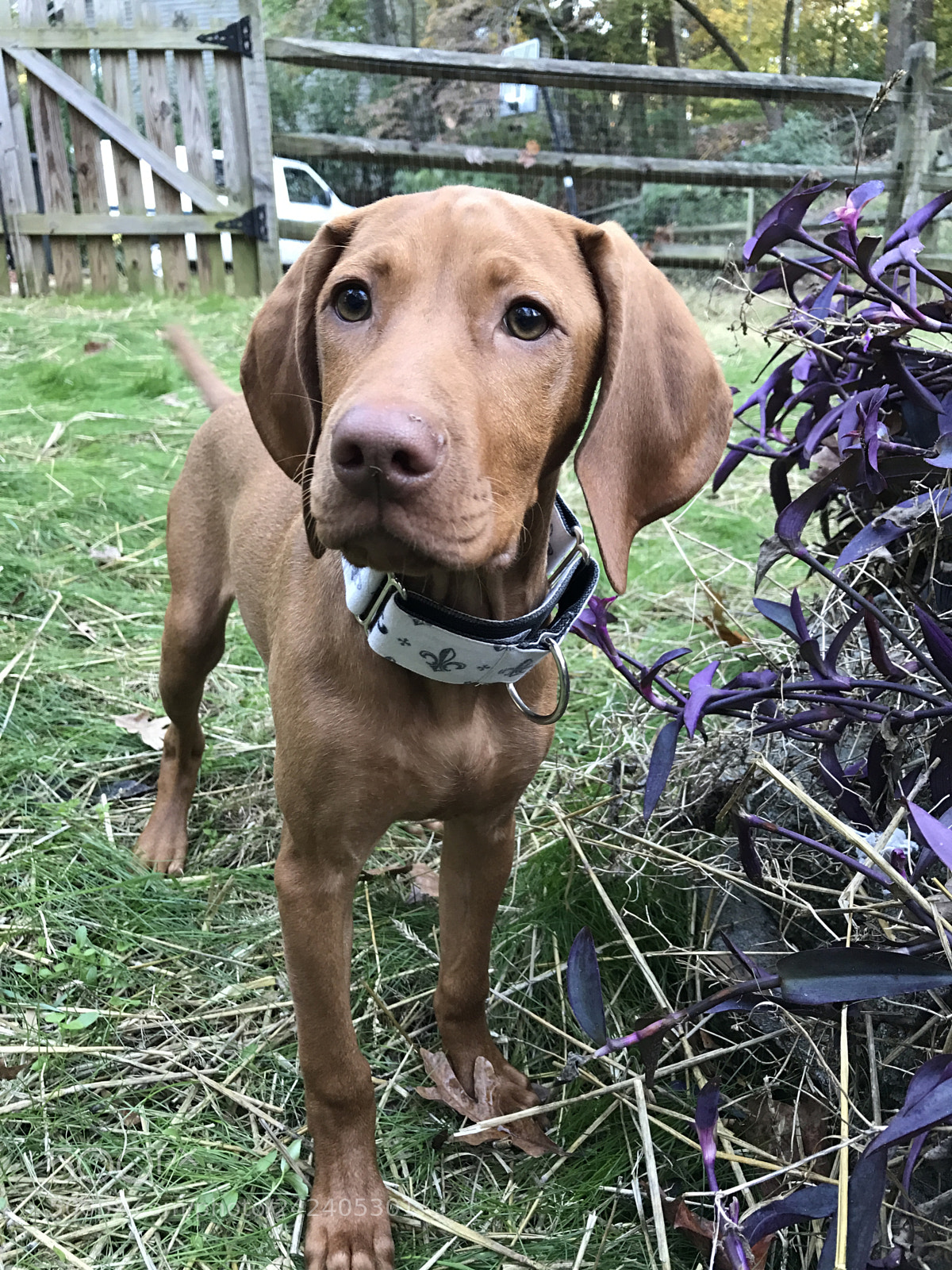 Apple iPhone 7 sample photo. Vizsla photography