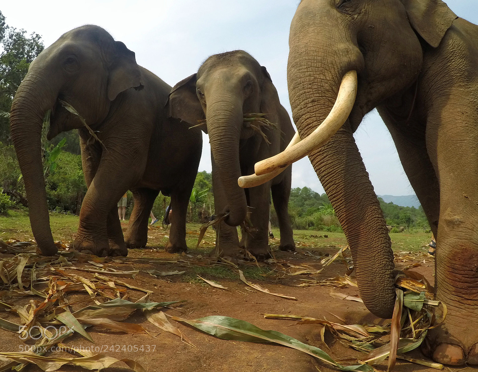 GoPro Hero5 Black sample photo. Elephant spa photography