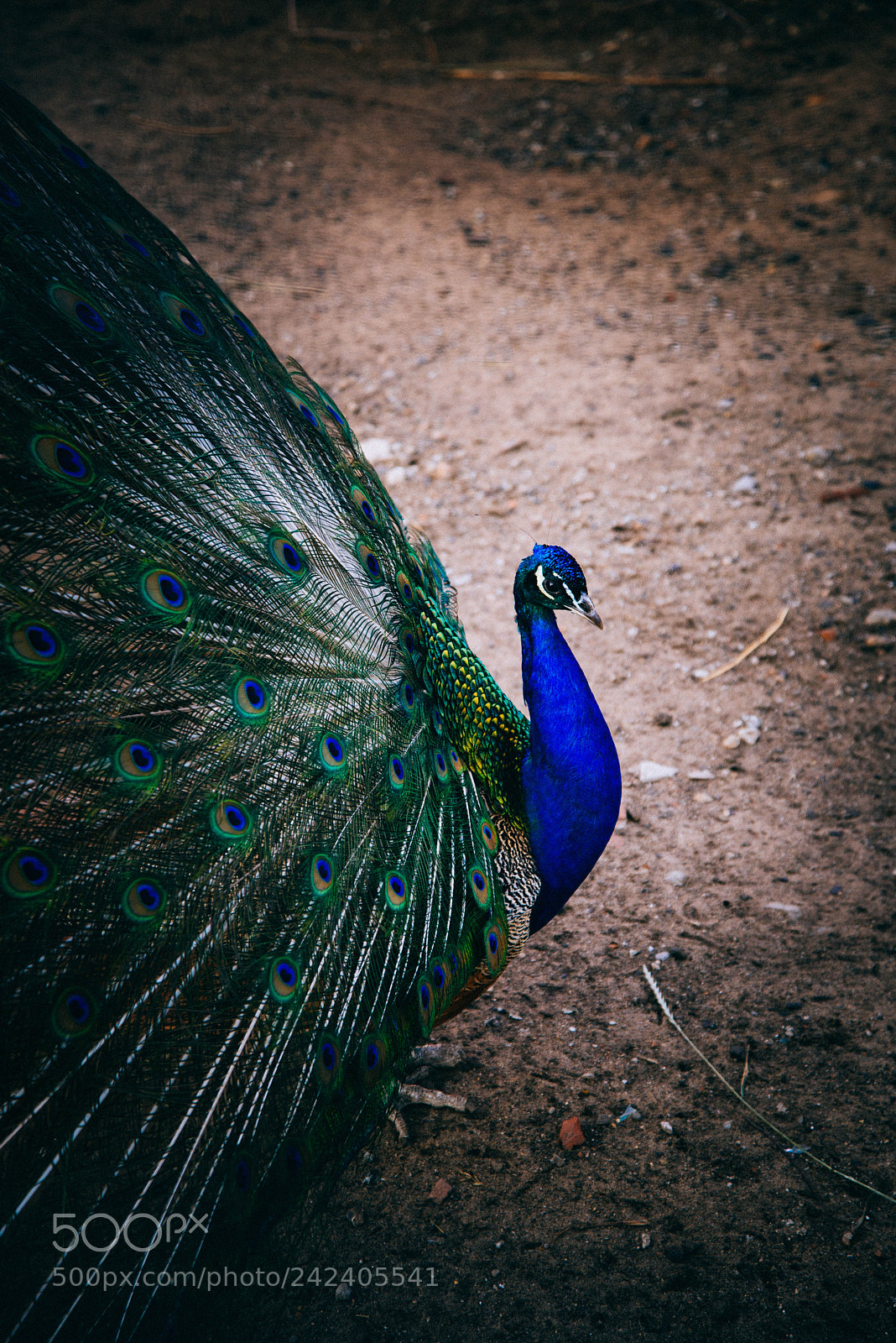 Nikon D600 sample photo. Peacock photography