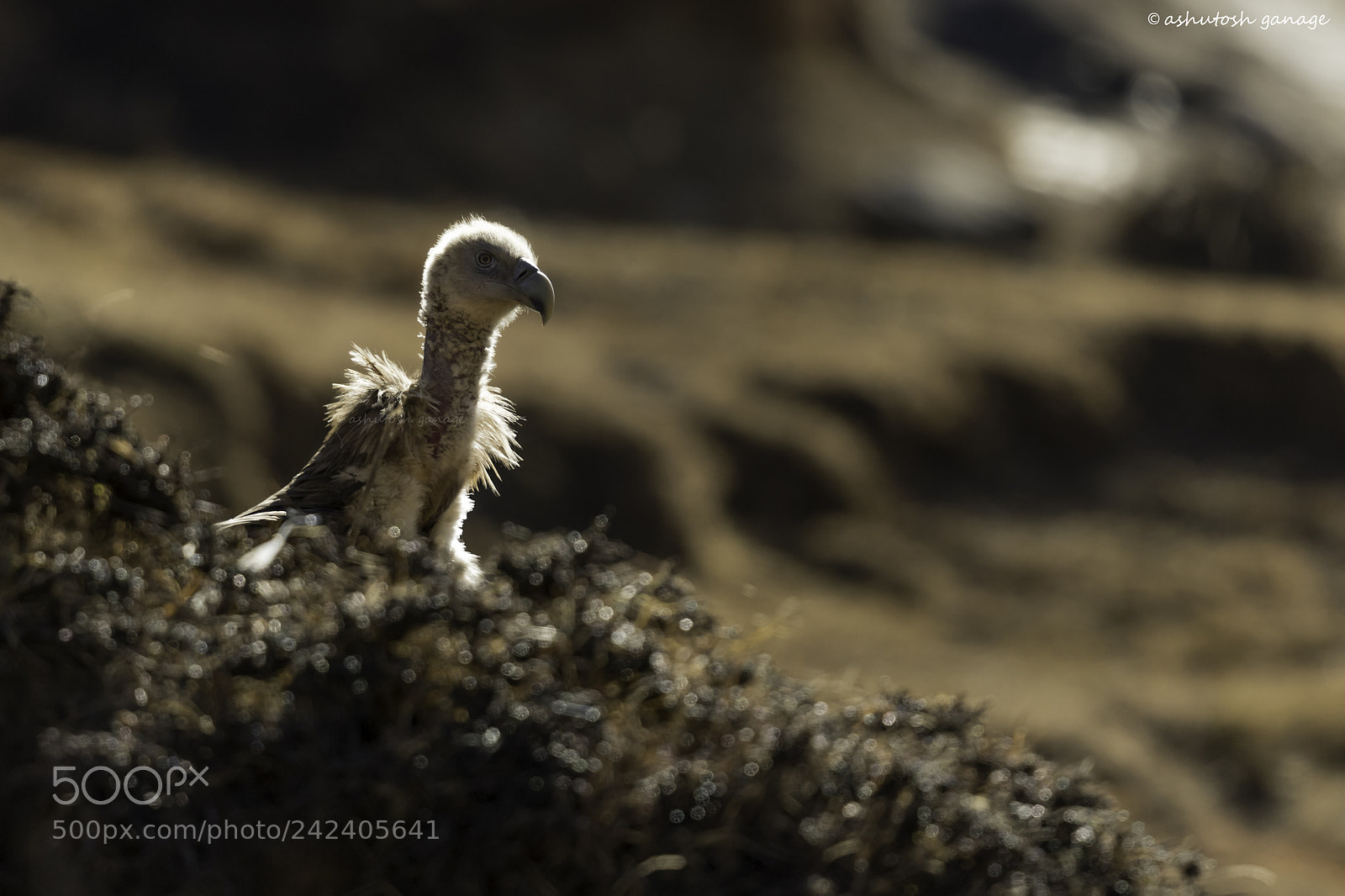 Canon EOS 7D Mark II sample photo. Himalayan vulture photography