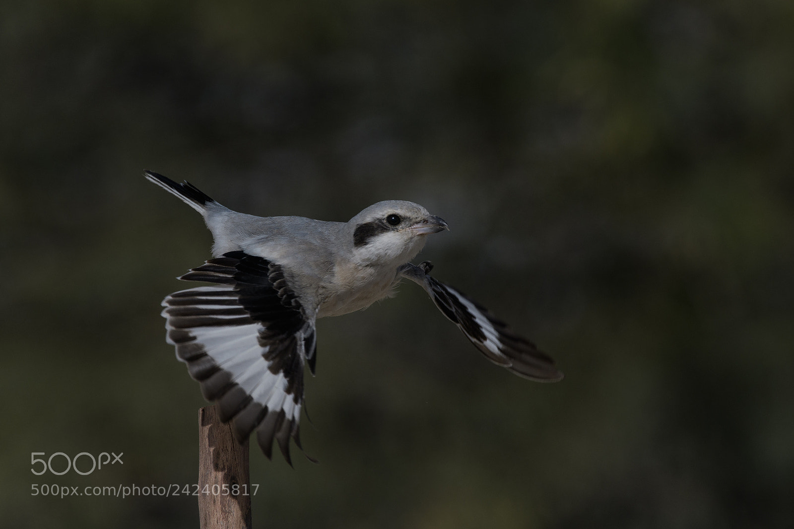 Nikon D500 sample photo. Great grey shrikexe photography