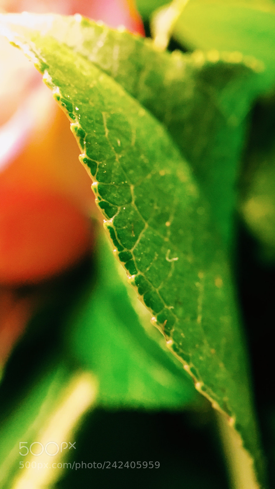 Apple iPhone 6s sample photo. Leaf edge photography
