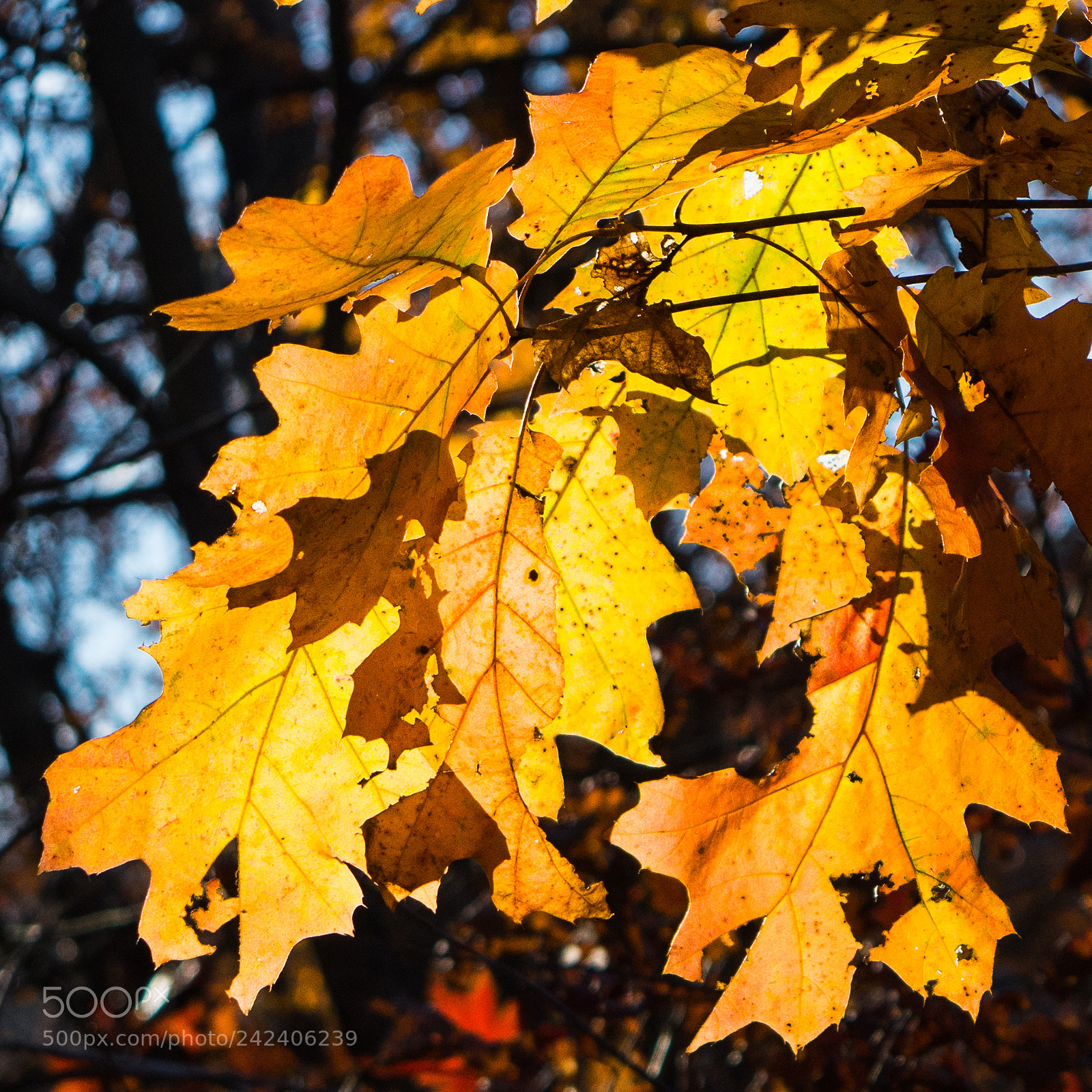 Nikon D7100 sample photo. Late fall leaves photography