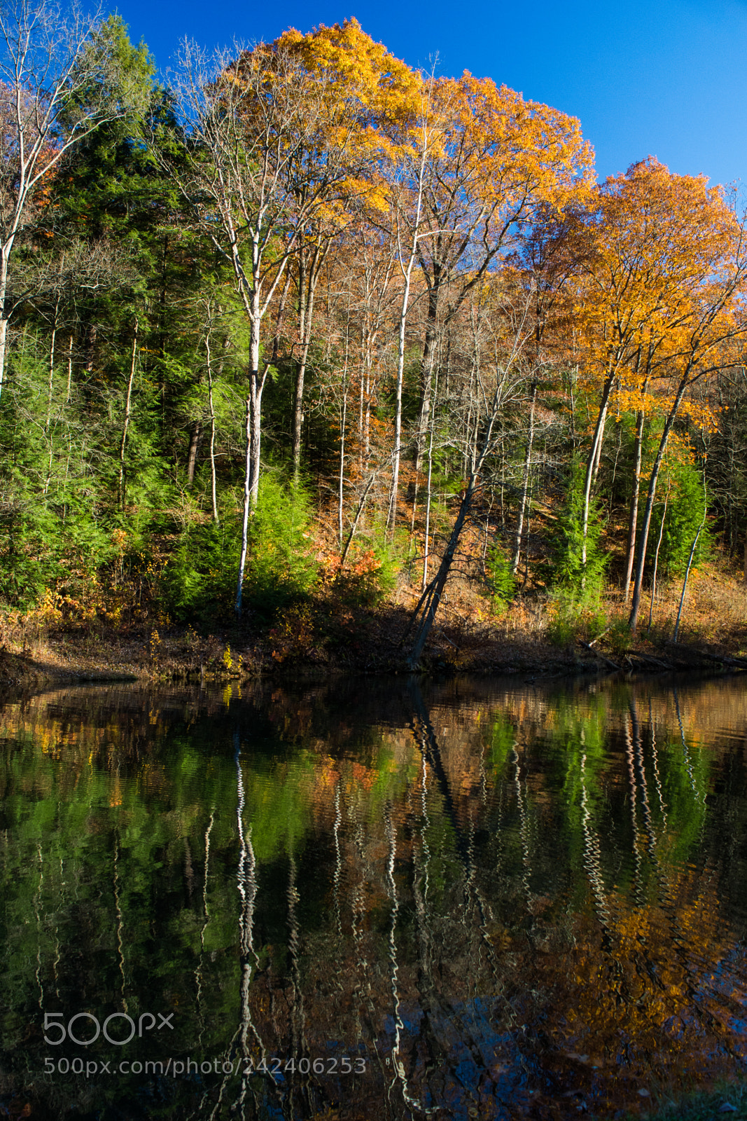 Nikon D7100 sample photo. Blue sky and autumn photography