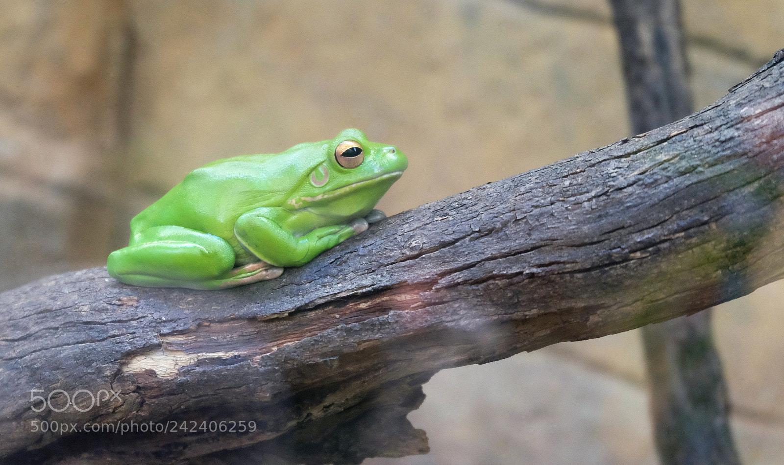 Fujifilm X-T10 sample photo. Frog on a log photography