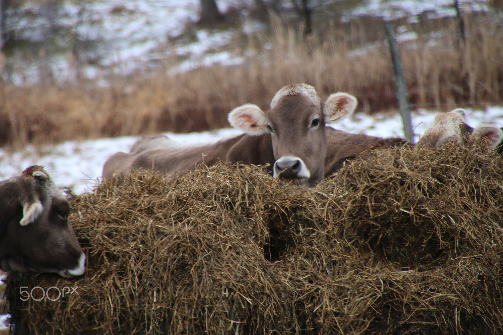 Canon EOS 70D sample photo. Brown and beige cow  in color photography