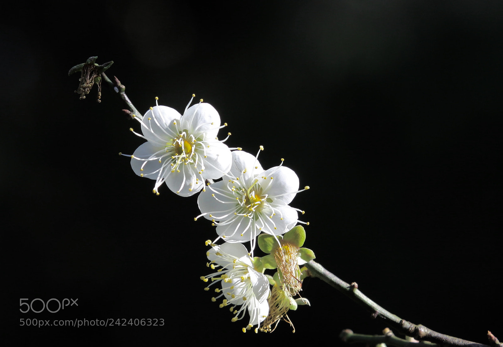 Canon EOS 50D sample photo. Untitled photography