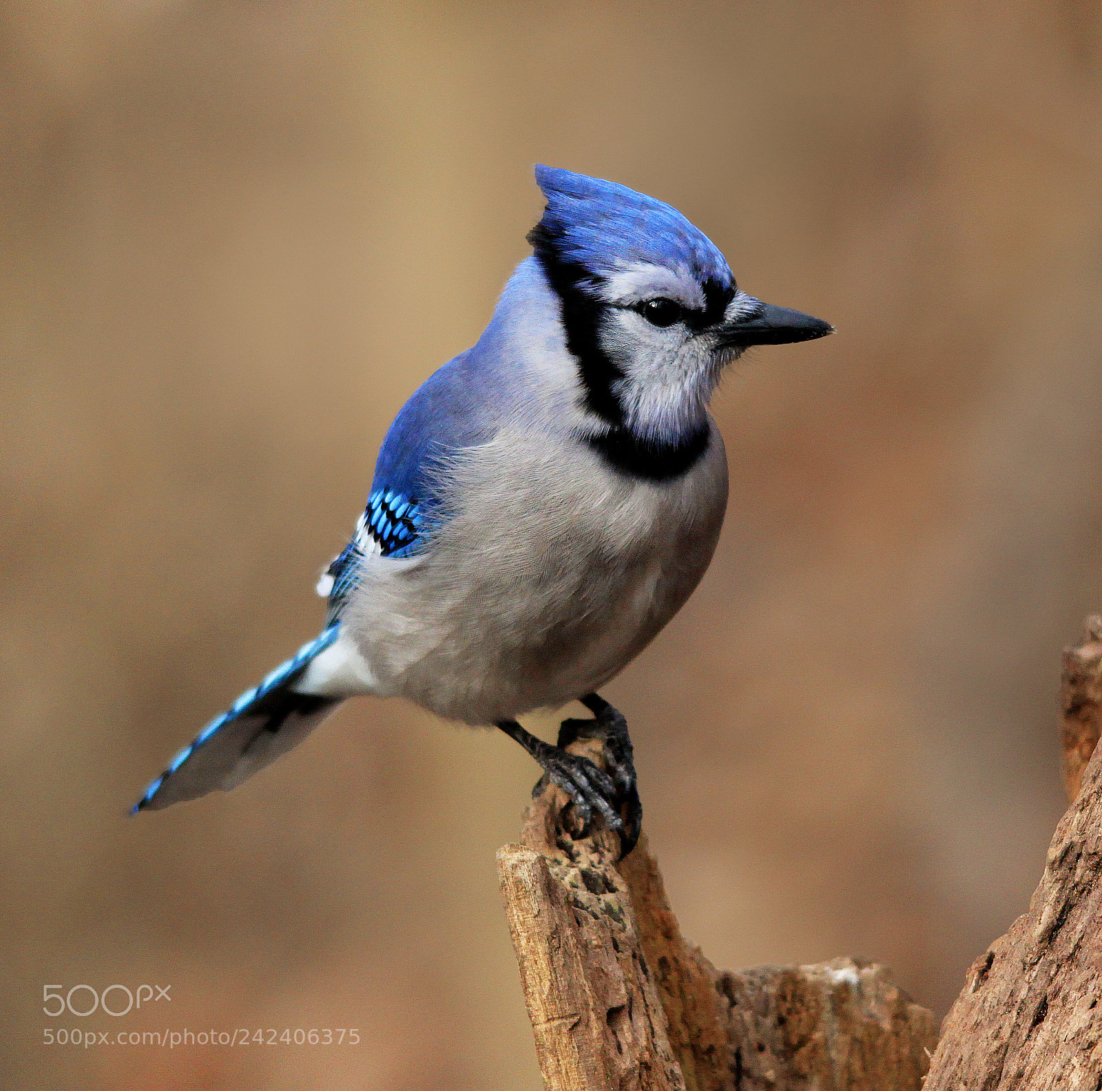 Canon EOS 500D (EOS Rebel T1i / EOS Kiss X3) sample photo. Blue jay on stump photography