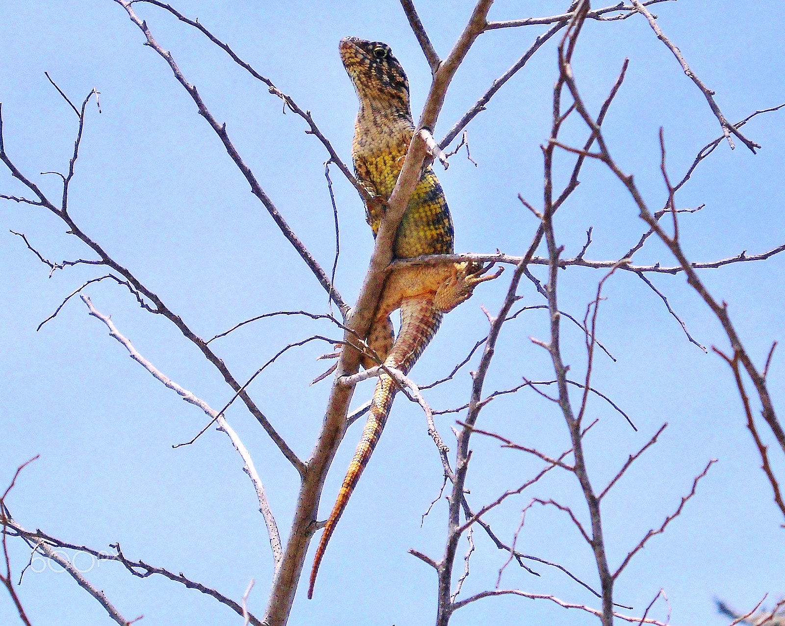 Nikon Coolpix L20 sample photo. Lizard on a lookout. photography