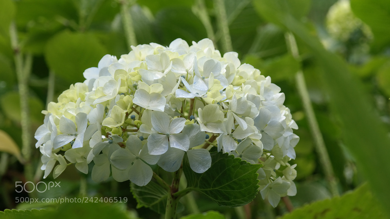 Samsung NX300 sample photo. Panguipulli garden 03 photography