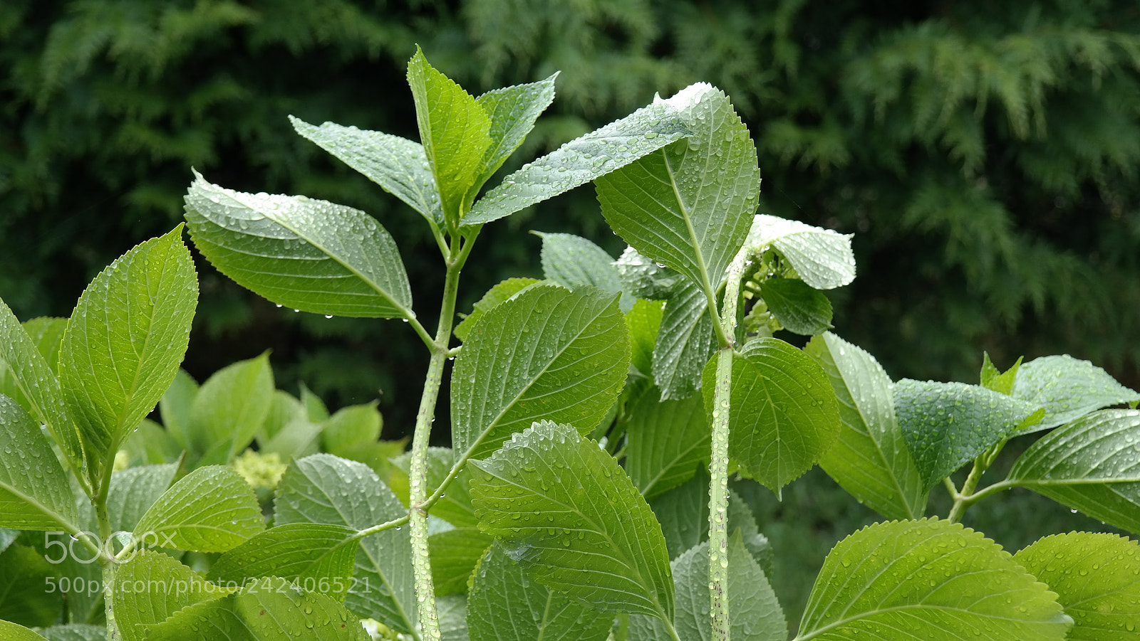 Samsung NX300 sample photo. Panguipulli garden 02 photography