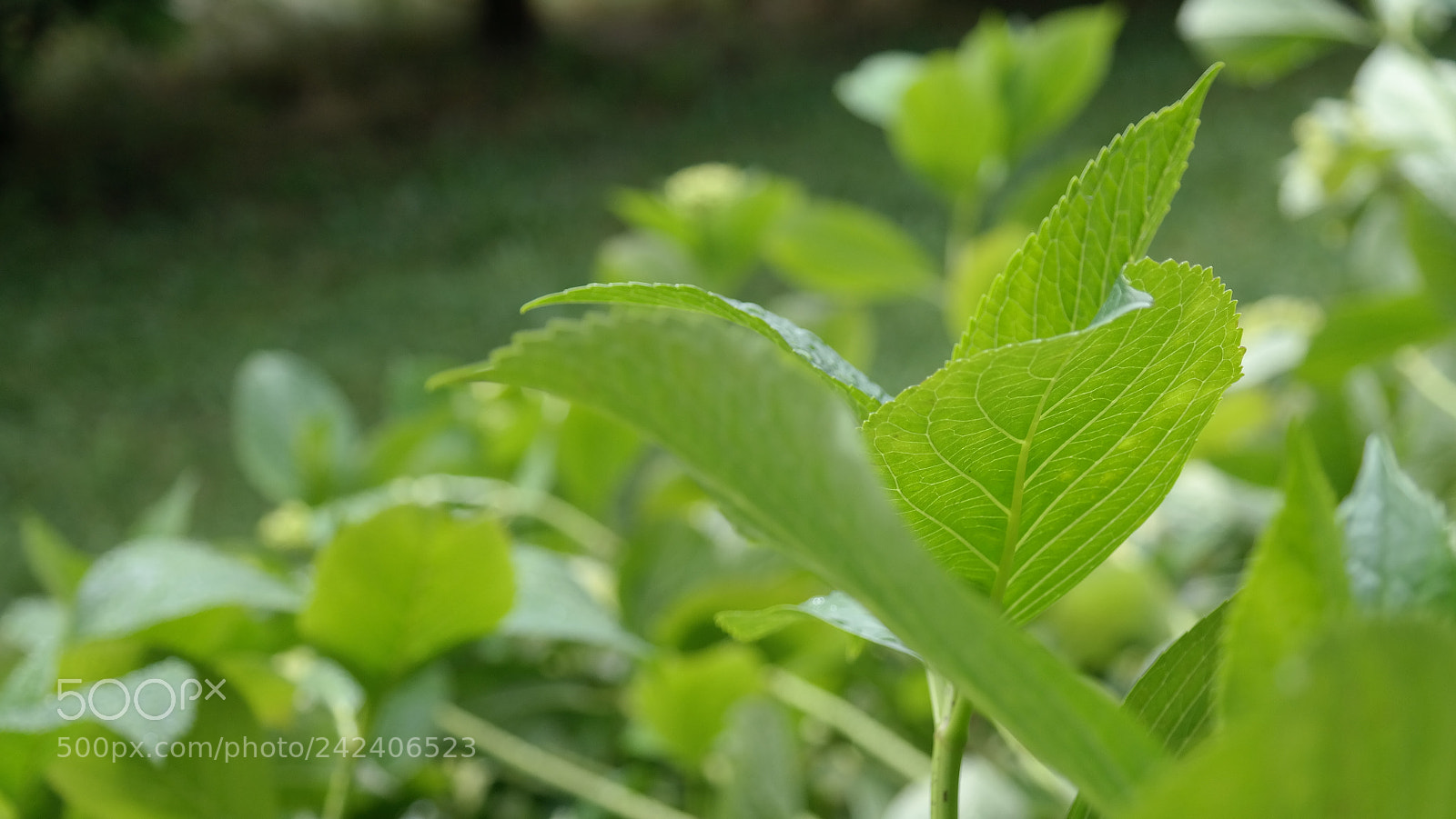 Samsung NX300 sample photo. Panguipulli garden 01 photography