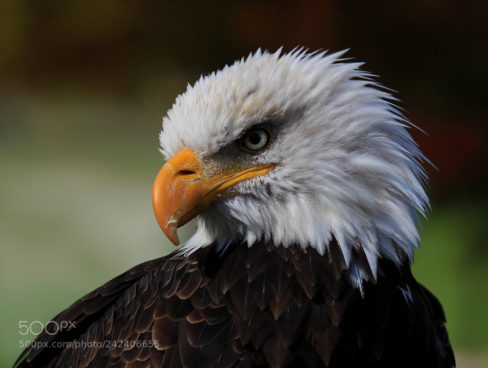 Canon EOS 500D (EOS Rebel T1i / EOS Kiss X3) sample photo. Eagle portrait photography
