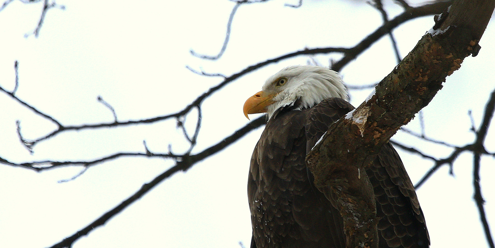 Canon EOS 7D Mark II + Canon EF 100-400mm F4.5-5.6L IS USM sample photo. Bald eagle photography