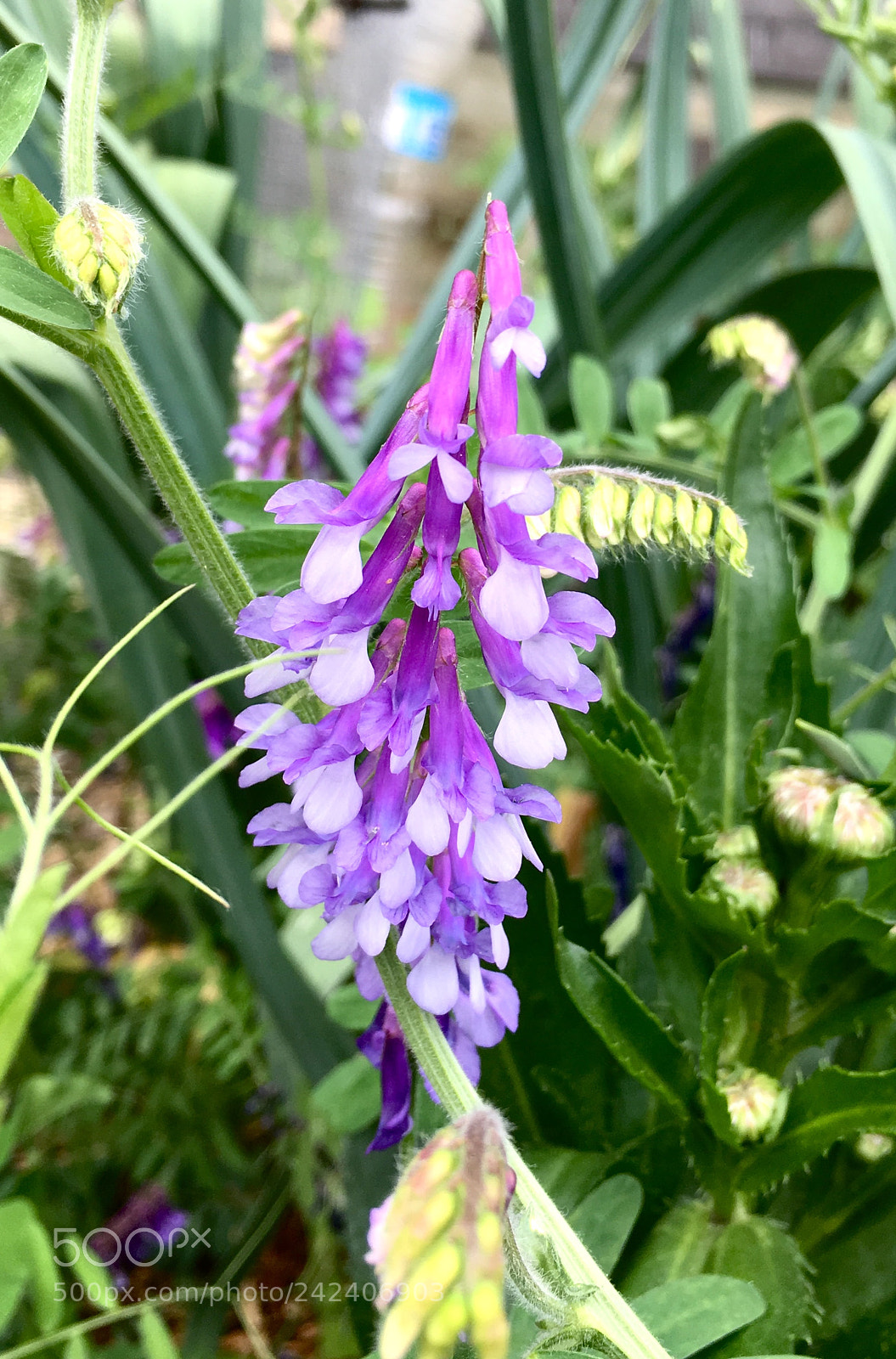 Apple iPhone 6s sample photo. Hairy vetch photography