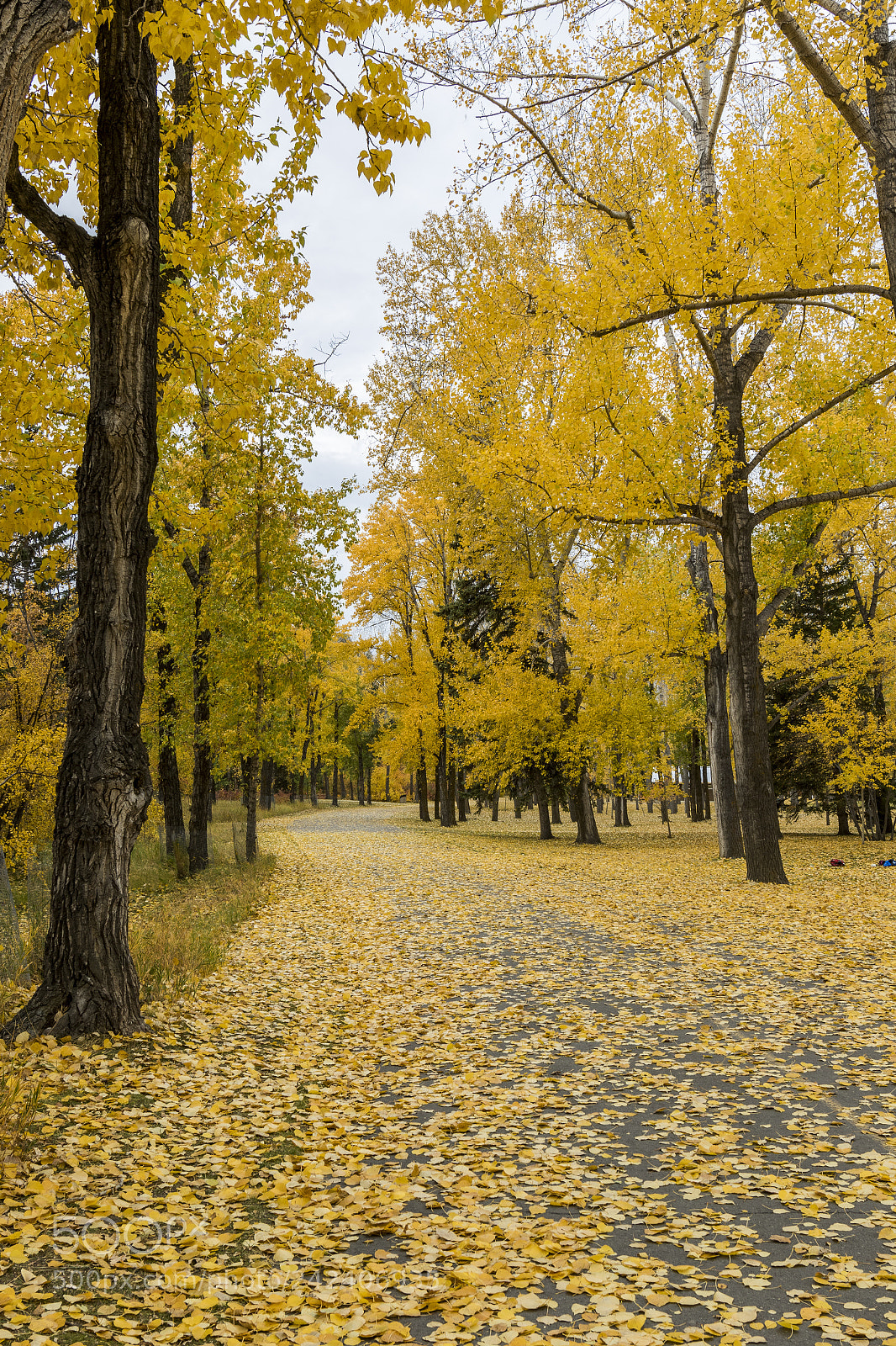 Canon EOS 7D Mark II sample photo. Pathway photography