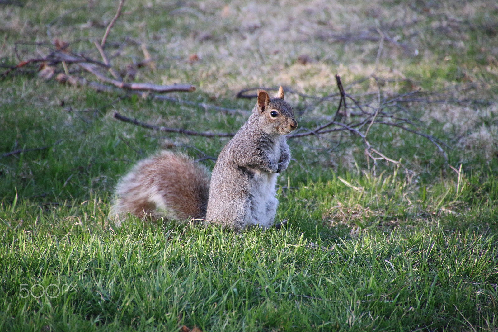 Canon EOS 70D sample photo. Grey squirrel posing photography