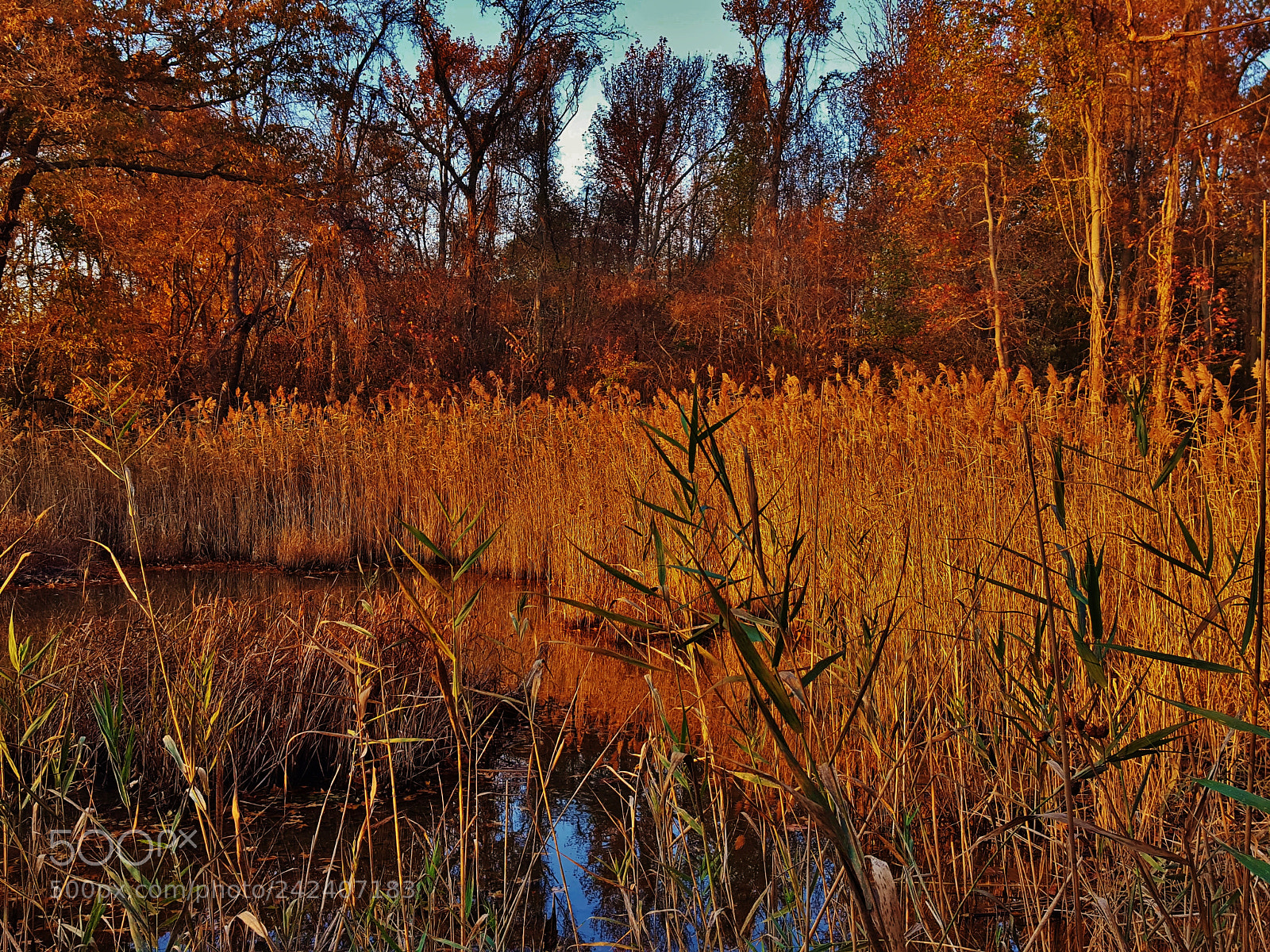 Samsung Galaxy S6 sample photo. Evening marsh scene photography