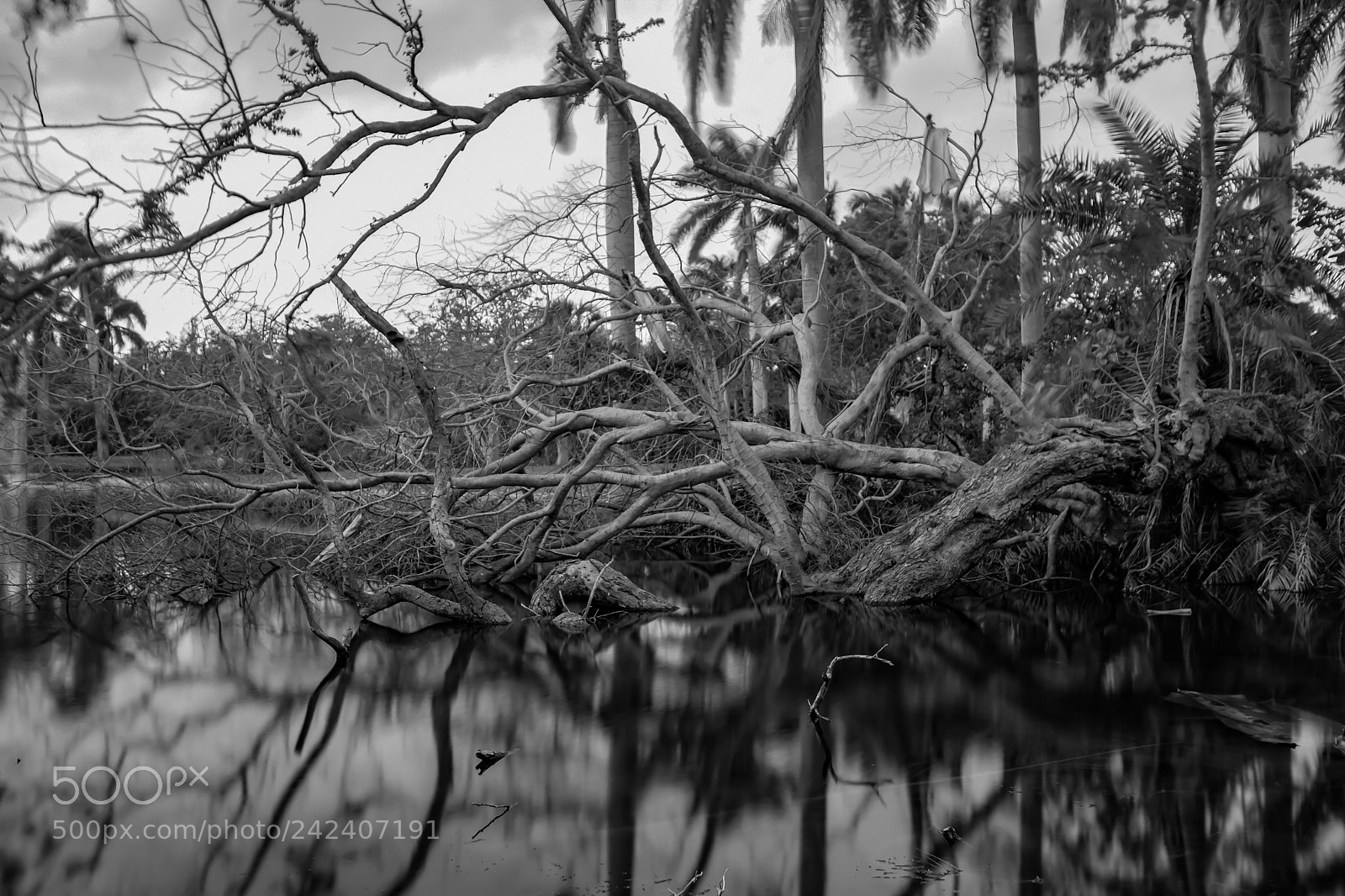 Fujifilm X100F sample photo. Crandon park photography