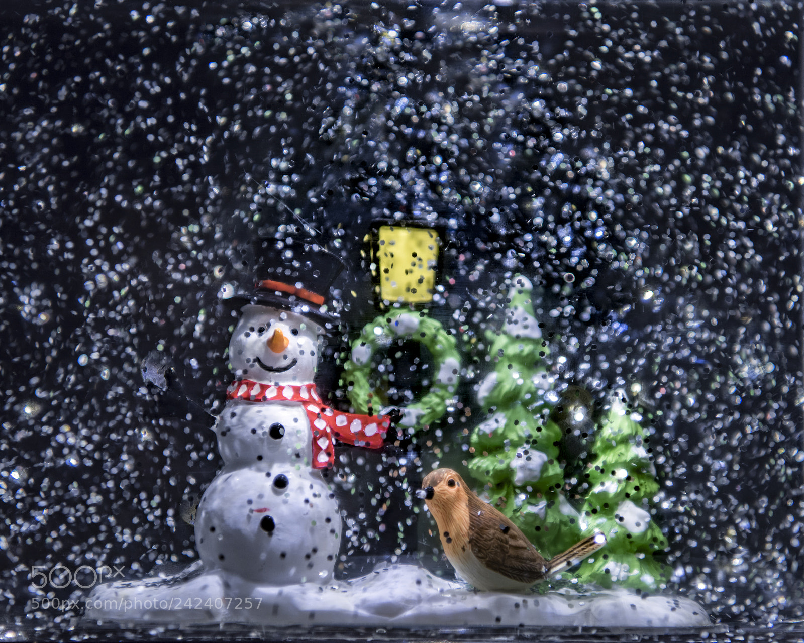 Nikon D810 sample photo. Christmas 2017 photography