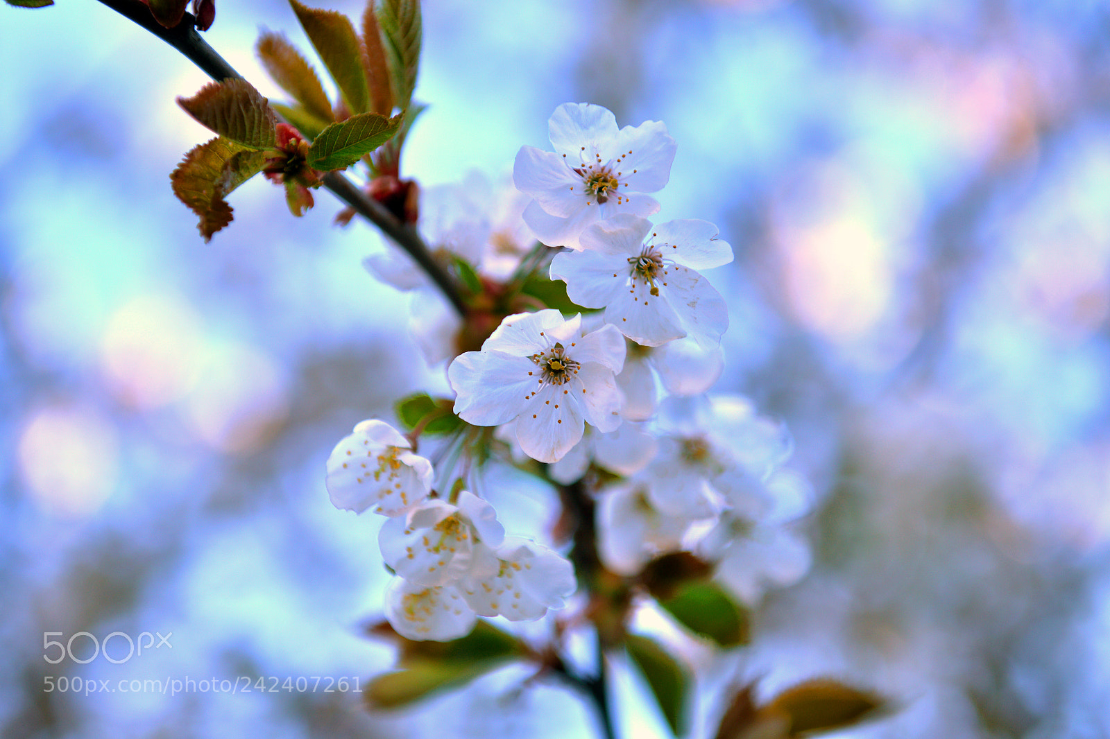 Nikon D800 sample photo. Winter flowers photography