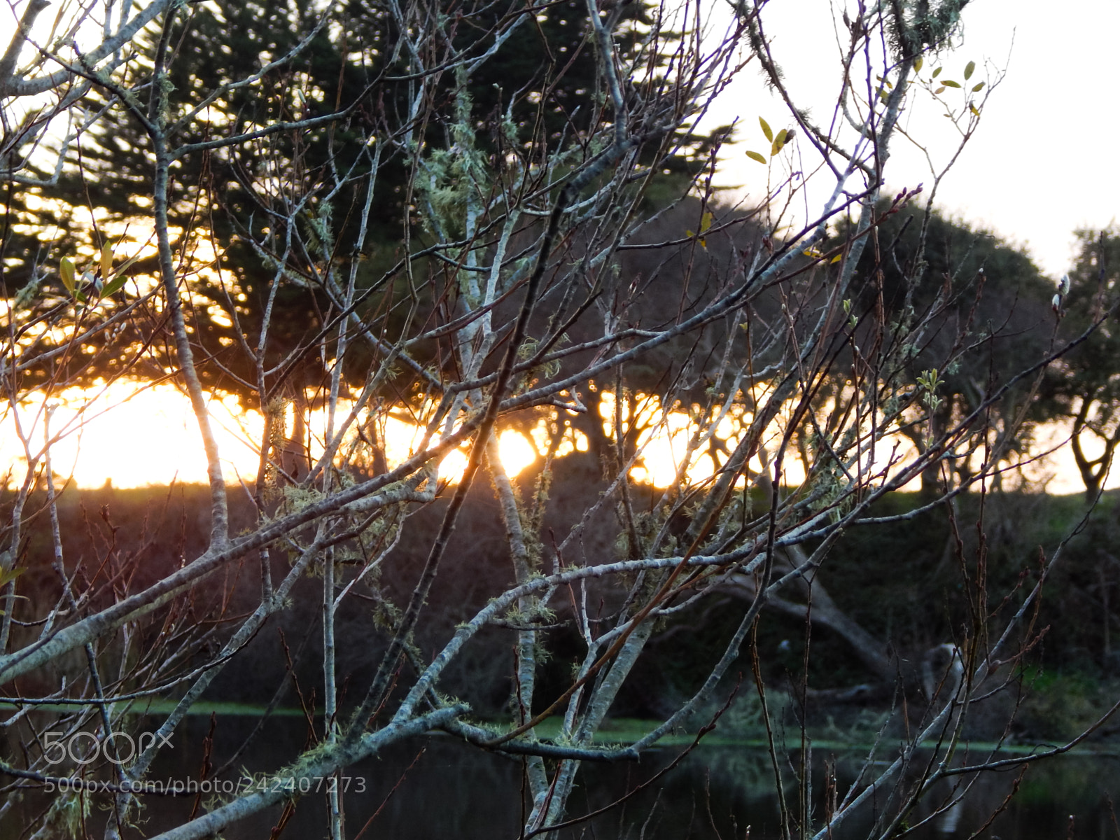 Nikon Coolpix L830 sample photo. Branches photography