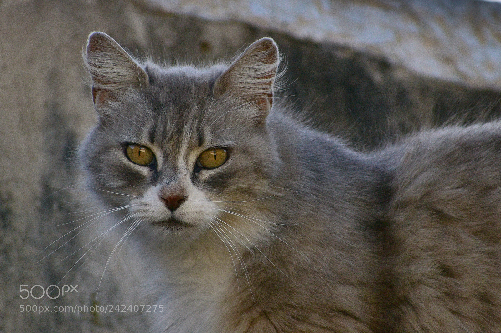 Nikon D5600 sample photo. Neighbor's cat photography