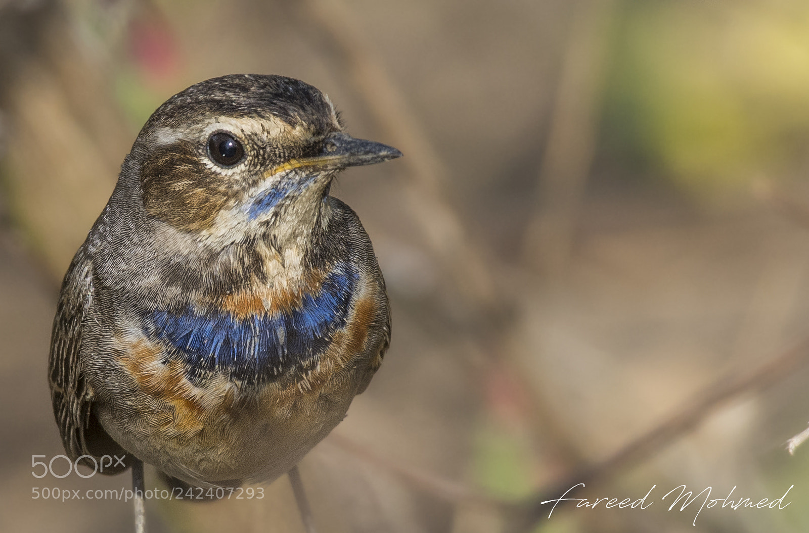 Nikon D7200 sample photo. Bluethroat photography