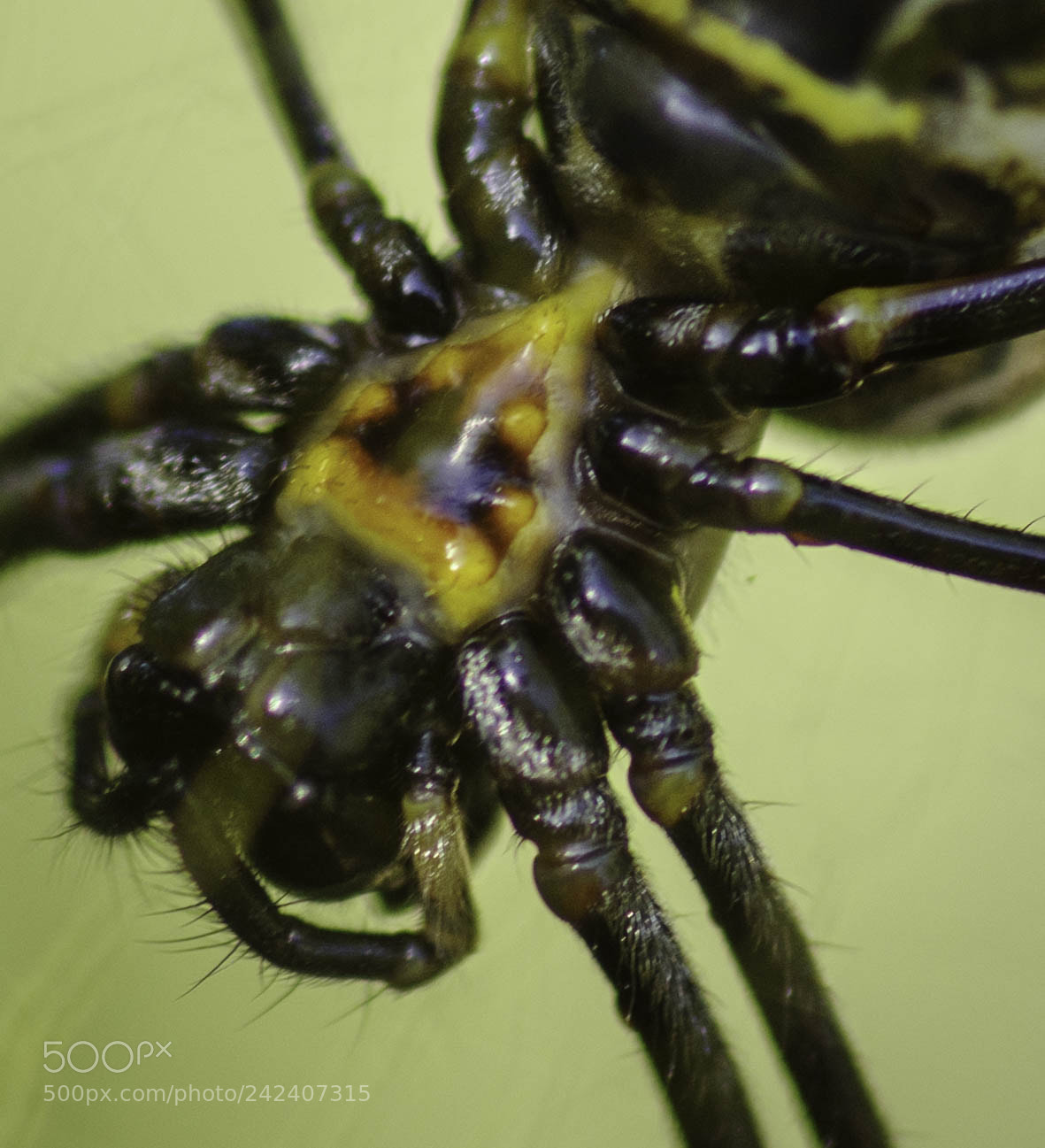 Pentax K-1 sample photo. Golden orb weaver photography