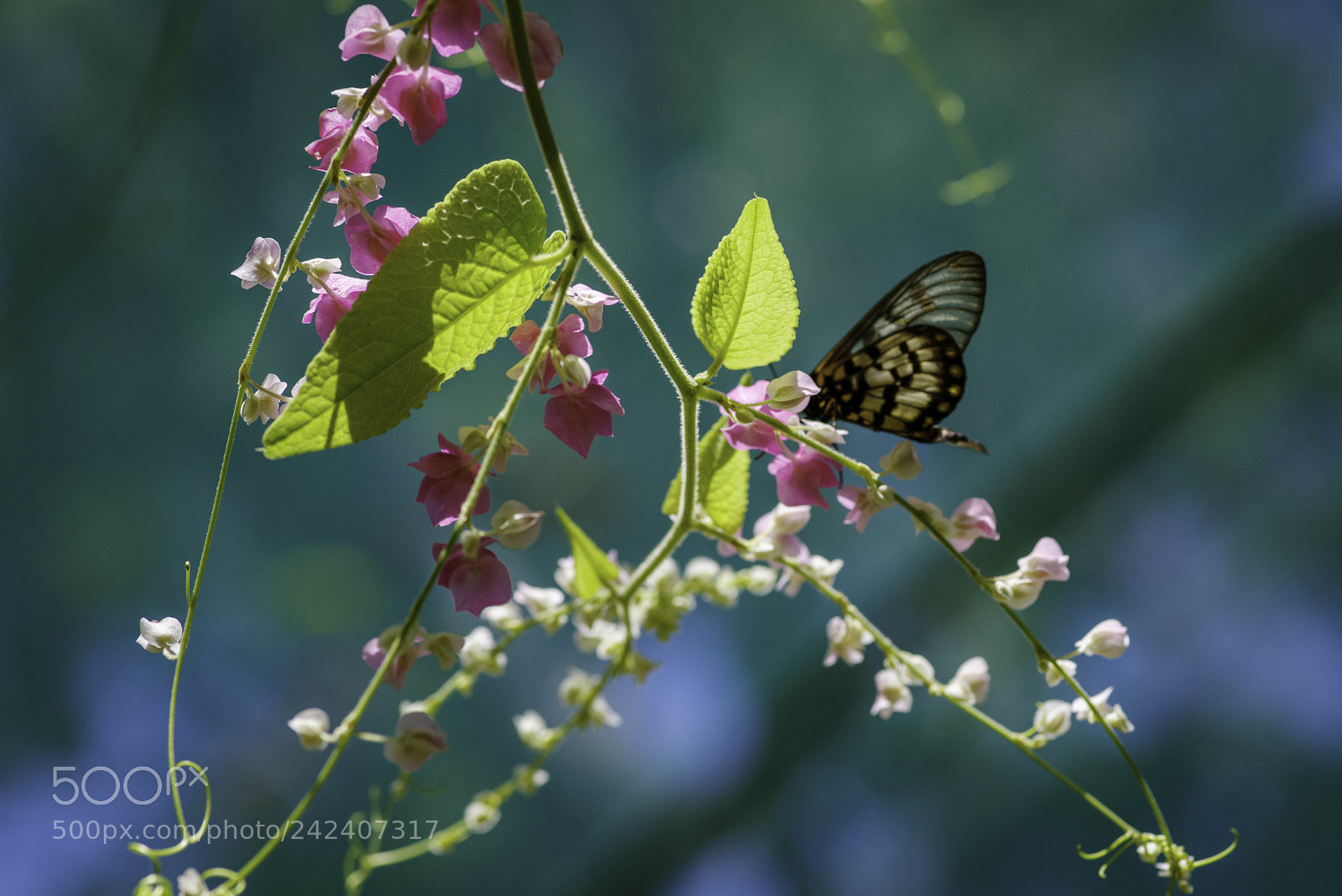 Pentax K-1 sample photo. Glasswing butterfly photography