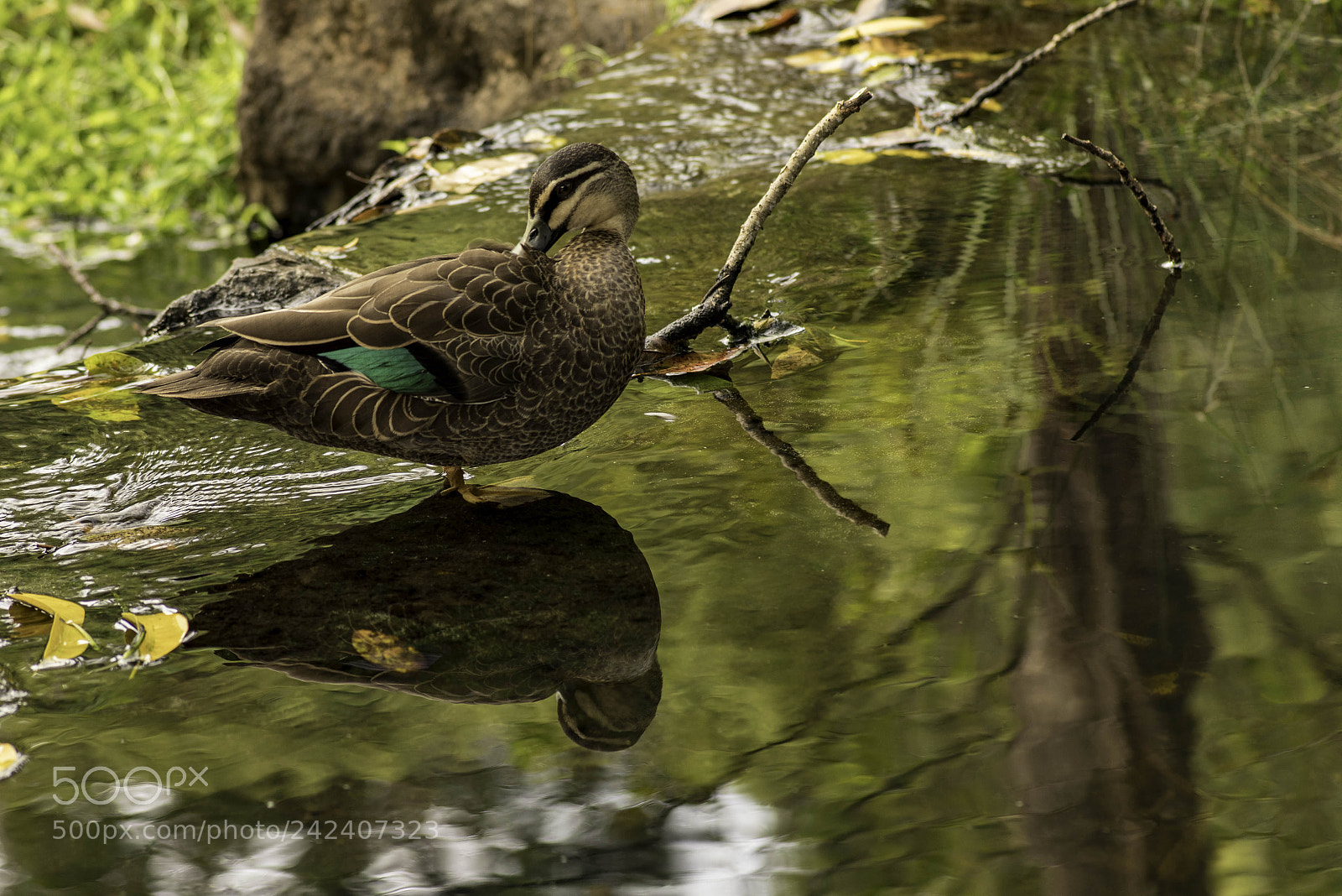Pentax K-1 sample photo. Pacific black duck photography