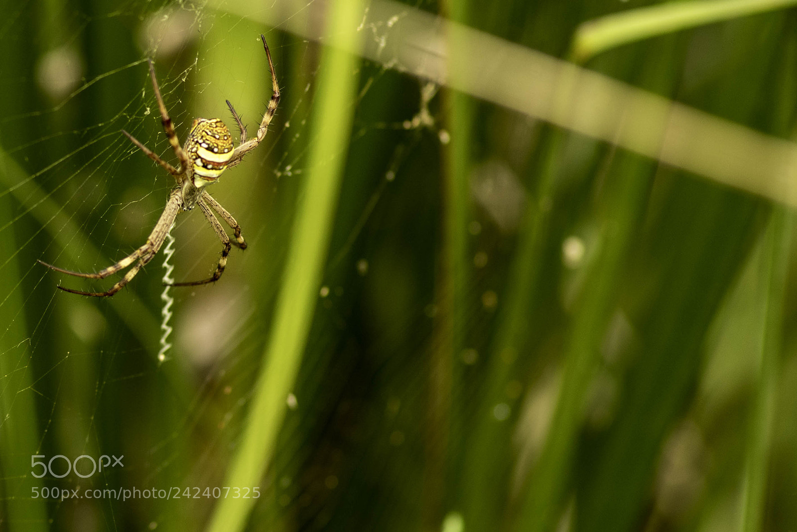 Pentax K-1 sample photo. St andrew's cross spider photography