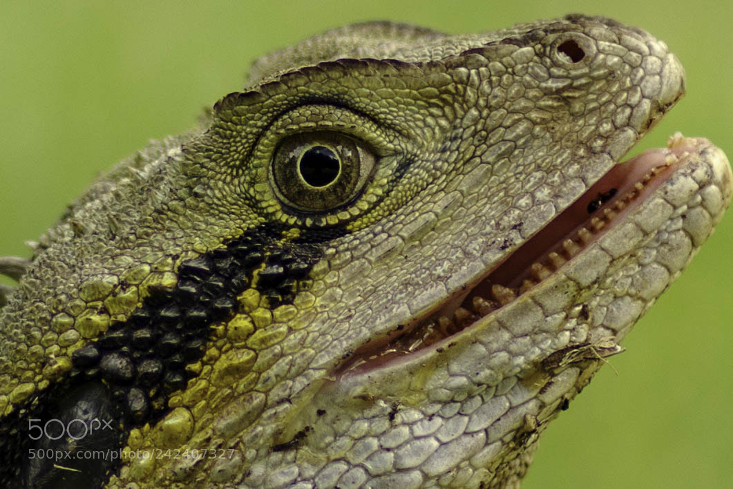Pentax K-1 sample photo. I'm watching you! photography