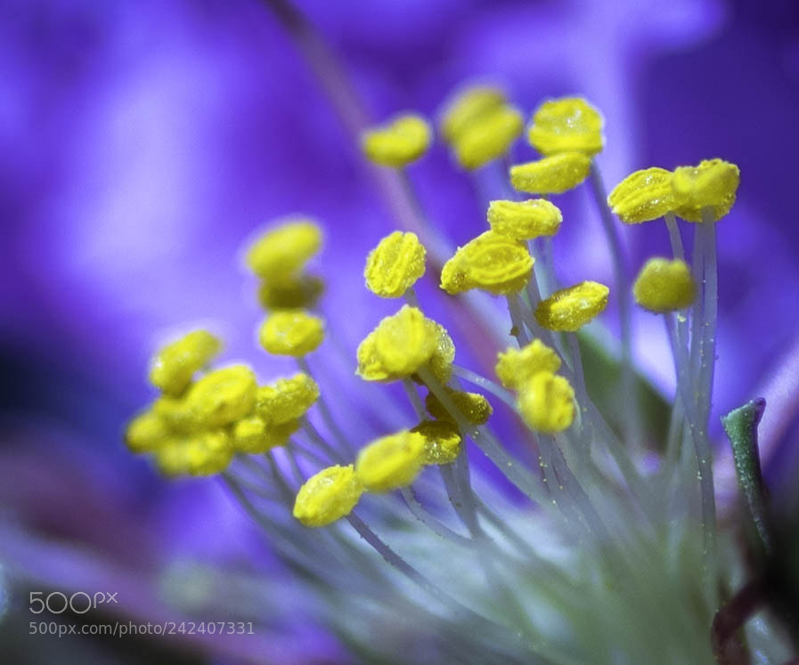 Pentax K-1 sample photo. Like a bunch of photography