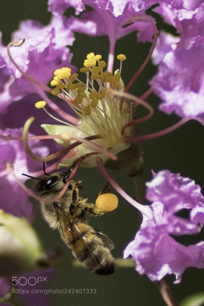 Pentax K-1 sample photo. Pollen-laden bee photography